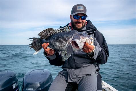 black sea bass fishing